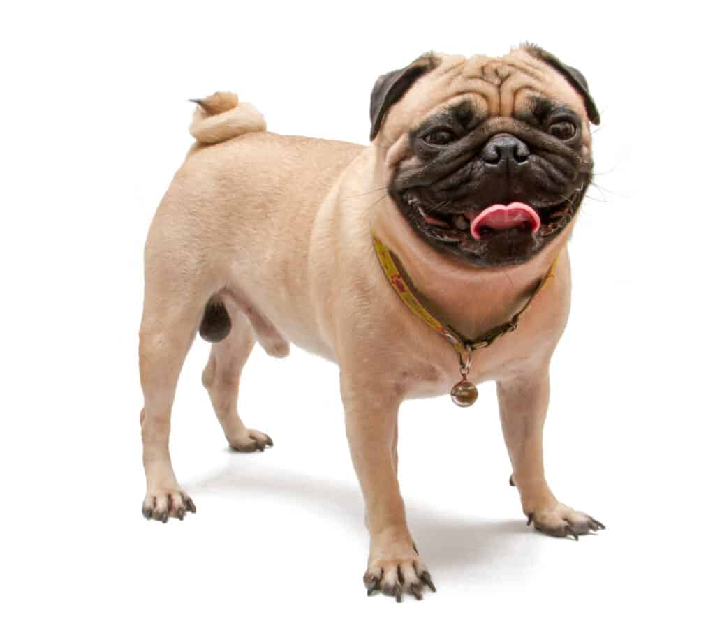 A Pug Dog On White Background.