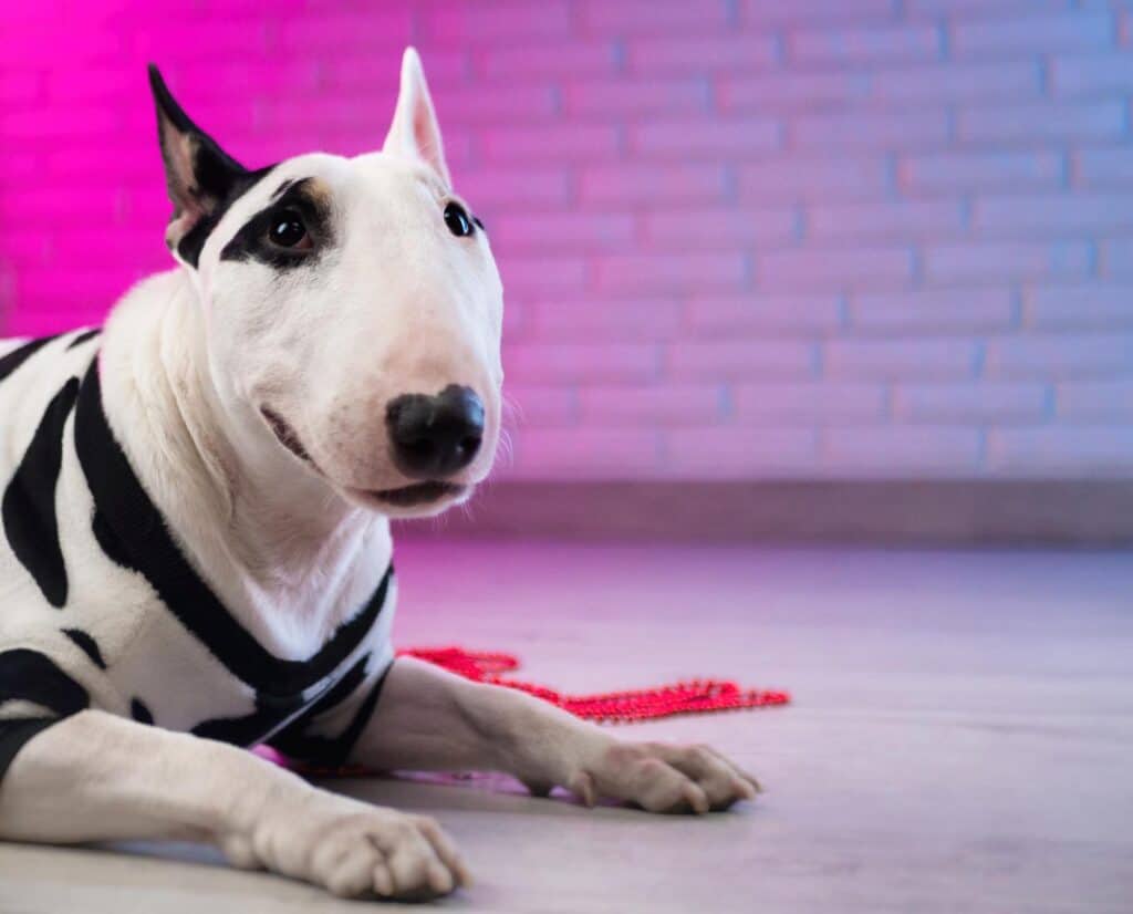 White bull terrier in spotted dog clothes against a brick wall in neon pink and blue tones